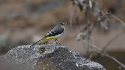 Grey Wagtail