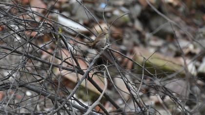 Eurasian Wren