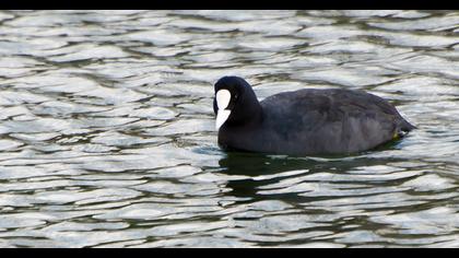 Eurasian Coot