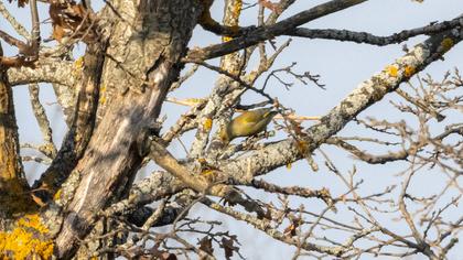European Greenfinch