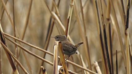 Eurasian Wren