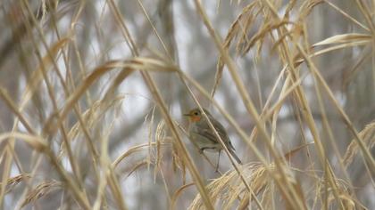 European Robin