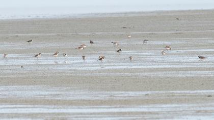 Common Ringed Plover