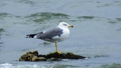Van gölü martısı