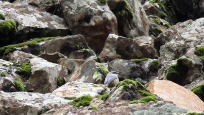 Western Rock Nuthatch