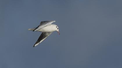 Black-headed Gull