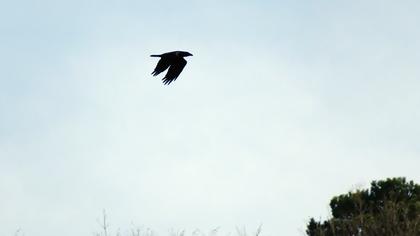 Northern Raven