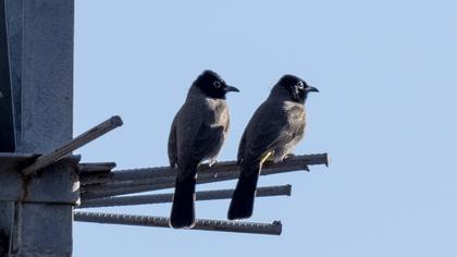 White-spectacled Bulbul