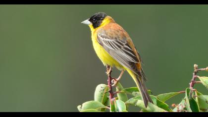 Karabaşlı kirazkuşu