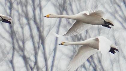 Whooper Swan