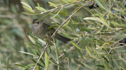 Eurasian Blackcap
