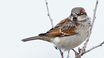 House Sparrow