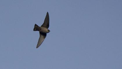 Eurasian Crag Martin