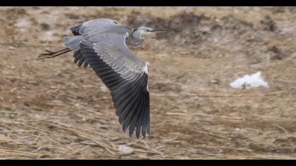 Grey Heron