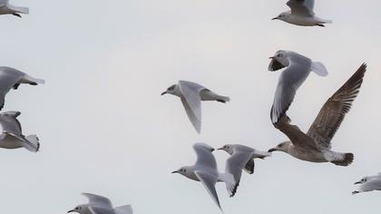 Mediterranean Gull
