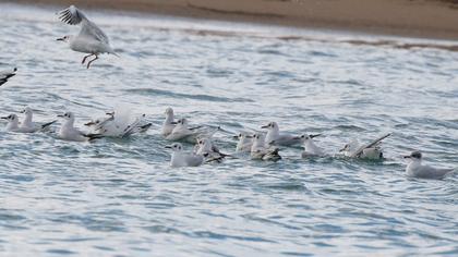 Black-headed Gull