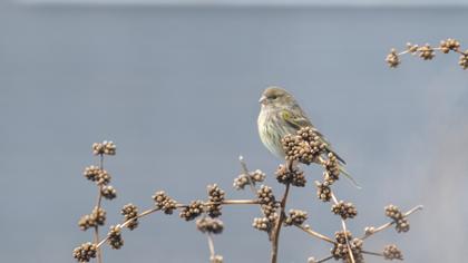European Serin