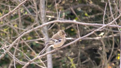Common Chaffinch
