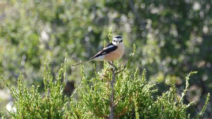 Masked Shrike