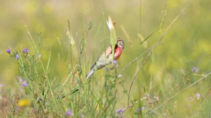 Common Linnet