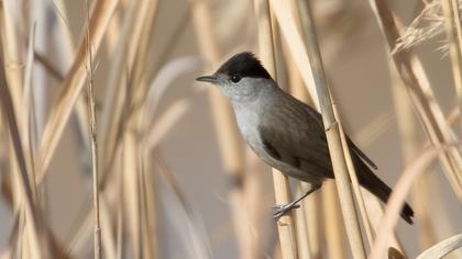 Eurasian Blackcap