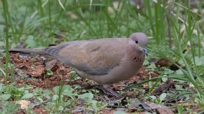 Laughing Dove
