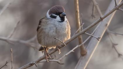 Eurasian Tree Sparrow