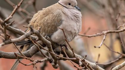 Eurasian Collared Dove