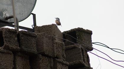 Western Rock Nuthatch