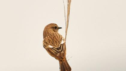 European Stonechat