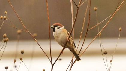 Eurasian Tree Sparrow