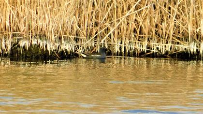 Common Moorhen