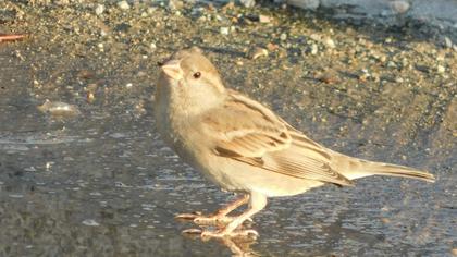 House Sparrow