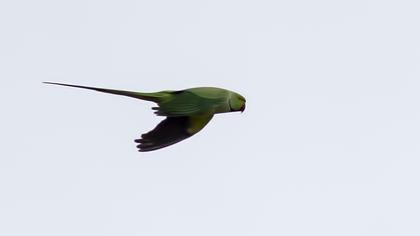 Rose-ringed Parakeet