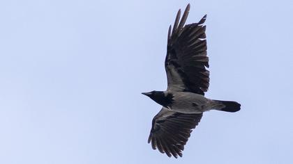 Hooded Crow