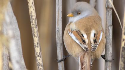 Bearded Reedling