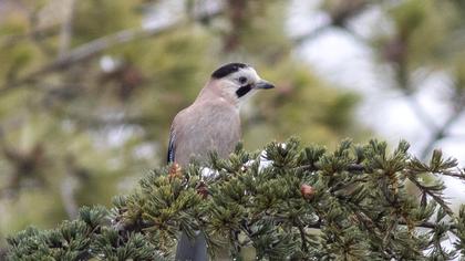 Eurasian Jay