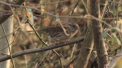 Dunnock