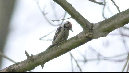 Lesser Spotted Woodpecker