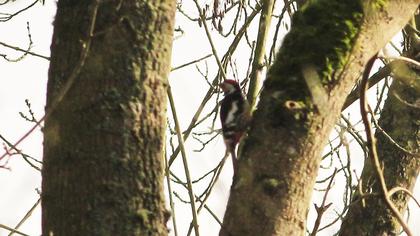 Middle Spotted Woodpecker