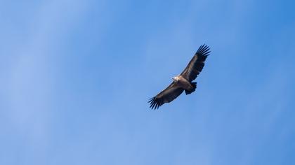 Griffon Vulture