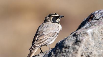 Horned Lark