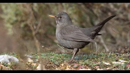 Common Blackbird