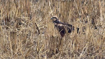 Western Marsh Harrier