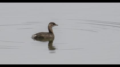 Little Grebe
