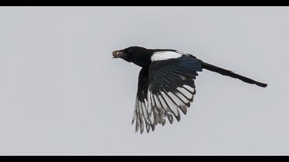 Eurasian Magpie