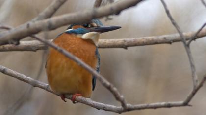 Common Kingfisher