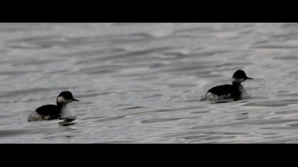 Black-necked Grebe