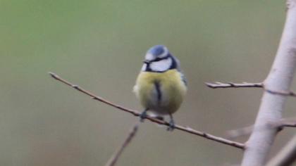 Eurasian Blue Tit