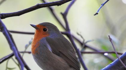 European Robin
